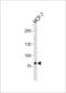 Zinc Finger Protein 483 antibody, LS-C157458, Lifespan Biosciences, Western Blot image 