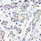 Matrix Metallopeptidase 16 antibody, 13-634, ProSci, Immunohistochemistry frozen image 