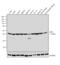 Actin Alpha 1, Skeletal Muscle antibody, MA5-11866, Invitrogen Antibodies, Western Blot image 