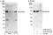 DEAD-Box Helicase 56 antibody, A302-979A, Bethyl Labs, Immunoprecipitation image 