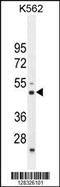 RNA Binding Motif Protein 43 antibody, 55-285, ProSci, Western Blot image 