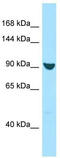 Exportin 7 antibody, TA338069, Origene, Western Blot image 