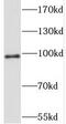 Stromal Interaction Molecule 2 antibody, FNab08322, FineTest, Western Blot image 