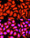 Acyl-CoA Dehydrogenase Long Chain antibody, 14-568, ProSci, Immunofluorescence image 