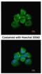 Rho/Rac Guanine Nucleotide Exchange Factor 18 antibody, NBP1-32816, Novus Biologicals, Immunocytochemistry image 