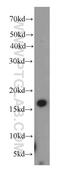 Zymogen Granule Protein 16 antibody, 17397-1-AP, Proteintech Group, Western Blot image 