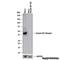Serpin B5 antibody, NB110-97377, Novus Biologicals, Western Blot image 