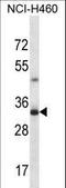 TBC1 Domain Family Member 21 antibody, LS-C161728, Lifespan Biosciences, Western Blot image 