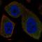 Synaptotagmin 16 antibody, HPA076871, Atlas Antibodies, Immunofluorescence image 