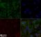 Apolipoprotein E antibody, NBP1-49529, Novus Biologicals, Immunofluorescence image 