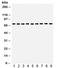 Heat Shock Protein Family A (Hsp70) Member 8 antibody, R31940, NSJ Bioreagents, Western Blot image 