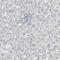 Chaperonin Containing TCP1 Subunit 5 antibody, HPA002238, Atlas Antibodies, Immunohistochemistry frozen image 