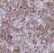 Dermatan Sulfate Epimerase antibody, FNab02542, FineTest, Immunohistochemistry frozen image 