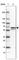 Ral Guanine Nucleotide Dissociation Stimulator Like 3 antibody, HPA043615, Atlas Antibodies, Western Blot image 