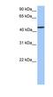 Zinc Finger Protein 680 antibody, NBP1-79429, Novus Biologicals, Western Blot image 