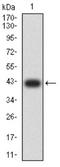 Glutamate Ionotropic Receptor AMPA Type Subunit 2 antibody, NBP2-61775, Novus Biologicals, Western Blot image 