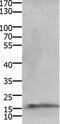 Chemokine-like factor superfamily member 5 antibody, PA5-50500, Invitrogen Antibodies, Western Blot image 