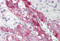 Tctex1 domain-containing protein 4 antibody, MBS248264, MyBioSource, Immunohistochemistry frozen image 