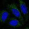 PBX Homeobox 4 antibody, NBP2-76550, Novus Biologicals, Immunocytochemistry image 