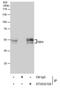 TEA Domain Transcription Factor 1 antibody, MA5-27786, Invitrogen Antibodies, Immunoprecipitation image 