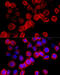 BCL2 Like 1 antibody, 13-079, ProSci, Immunofluorescence image 
