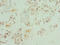 Cp27 antibody, orb39503, Biorbyt, Immunohistochemistry paraffin image 