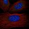 TERF1 Interacting Nuclear Factor 2 antibody, HPA059061, Atlas Antibodies, Immunofluorescence image 