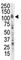 Insulin Receptor Related Receptor antibody, F50645-0.4ML, NSJ Bioreagents, Western Blot image 