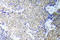 GATA Binding Protein 1 antibody, AP20946PU-N, Origene, Immunohistochemistry frozen image 