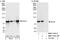 Suv3 Like RNA Helicase antibody, NBP1-71813, Novus Biologicals, Western Blot image 