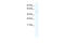 Early Growth Response 1 antibody, 28-572, ProSci, Enzyme Linked Immunosorbent Assay image 