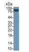 Small Ubiquitin Like Modifier 1 antibody, abx129146, Abbexa, Western Blot image 