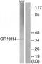 Olfactory Receptor Family 10 Subfamily H Member 4 antibody, TA316079, Origene, Western Blot image 