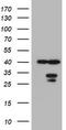 Mitochondrial Translational Initiation Factor 3 antibody, TA800380S, Origene, Western Blot image 