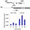 Paired Box 3 antibody, 710178, Invitrogen Antibodies, Chromatin Immunoprecipitation image 