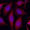 Mitogen-Activated Protein Kinase 8 antibody, MAB2076, R&D Systems, Immunocytochemistry image 