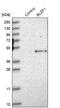 Basic Leucine Zipper Nuclear Factor 1 antibody, NBP1-83082, Novus Biologicals, Western Blot image 