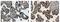 Placental Growth Factor antibody, GTX52463, GeneTex, Immunohistochemistry paraffin image 