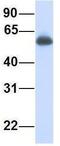 Interferon Regulatory Factor 2 Binding Protein 1 antibody, GTX45301, GeneTex, Western Blot image 