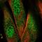 NLR Family Pyrin Domain Containing 1 antibody, NBP2-57196, Novus Biologicals, Immunofluorescence image 