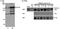 Radiation-induced tumor suppressor gene 1 protein antibody, NB600-263, Novus Biologicals, Immunoprecipitation image 