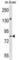 Probable protein kinase-like protein SgK071 homolog antibody, abx029862, Abbexa, Western Blot image 