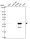 Aldo-Keto Reductase Family 7 Member A2 antibody, NBP2-56509, Novus Biologicals, Western Blot image 