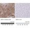 Aquaporin 4 antibody, NBP2-52872, Novus Biologicals, Immunohistochemistry paraffin image 