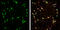 Protein Phosphatase 1 Regulatory Inhibitor Subunit 1B antibody, GTX133336, GeneTex, Immunocytochemistry image 