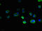 TBC1 Domain Family Member 20 antibody, LS-C378714, Lifespan Biosciences, Immunofluorescence image 