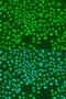 S-Phase Kinase Associated Protein 2 antibody, 13-297, ProSci, Immunofluorescence image 