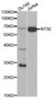 5'-Nucleotidase Ecto antibody, abx001646, Abbexa, Western Blot image 