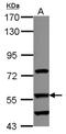 Dihydrouridine Synthase 2 antibody, NBP2-16234, Novus Biologicals, Western Blot image 