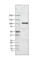 Adenosine Deaminase RNA Specific antibody, AMAb90535, Atlas Antibodies, Western Blot image 